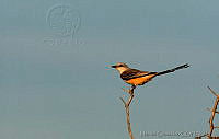 MGaves 2759 Tyrannus forficatus.jpg
