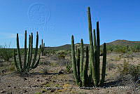 LI005 0007 Stenocereus thurberi.jpg