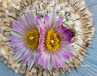 3R 01023 Thelocactus conothelos.tif