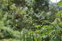 IMDOC4023 Cleoserrata speciosa.jpg