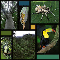 Selva 3 copy.JPG