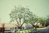 FGM3177 Jacaranda mimosifolia.JPG