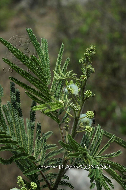 Yolox%20560%20Acaciella%20villosa%20(Sw.)%20Britton%20&%20Rose.jpg.nSjT69r1MWFHc8FjQA3g0JtbmFja29CbnFuZ3NAbXJ6LGtwZwA.YEj gIH1q1