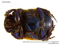 SAZH0506 Phanaeus palliatus.jpg