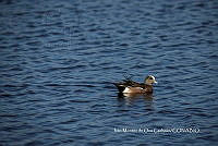 IMDOC3776 Mareca americana.jpg