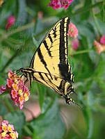 cgalindo_P. multicaudatus22.jpg