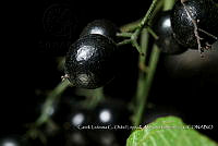 Zoqui 0234 Cissus sp..jpg