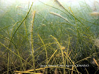 SAFA0026 Syringodium filiforme.JPG