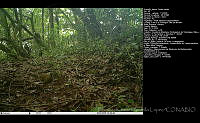 FJBL0173 Ortalis vetula.jpg