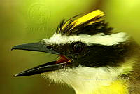 HJ6- 0640- Pitangus sulphuratus.jpg