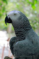 BEAC01 Psittacus erithacus.jpg