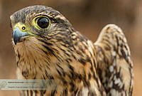 35_Falco columbarius.jpg