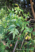 MRG-2018-427 Azadirachta indica (MRG-14feb18a).JPG