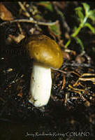 4008 Russula foetens.jpg