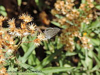 ADJ0381 Hemiargus ceraunus ssp. astenidas.jpg