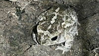 RCF0024 Incilius marmoreus.jpg