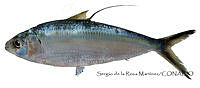 SRM0151 Opisthonema medirastre.jpg