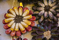 IMDOC2051 Zea mays.jpg