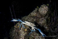 IDG0605 Callinectes sp..jpg