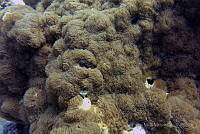 SMM006 Erythropodium caribaeorum.jpg