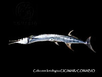 CICIMAR0502 Strongylura exilis.jpg