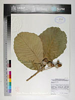 JAdNV0384 Quercus resinosa.JPG