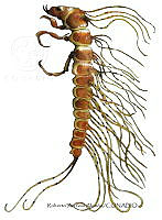 RAA0913 Haliplidae.jpg