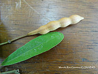 MRG-2017-367 Quadrella indica (MRG-10ago17-f).JPG