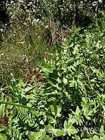 ZG007 0493 Ceratozamia alvarezii.jpg