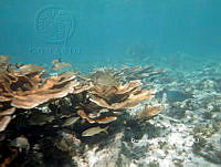 PMC0079 Acropora palmata.JPG