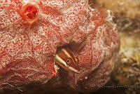 IDG1731 Perciformes.jpg