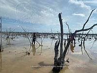 UM001 0007 Avicennia germinans.jpg