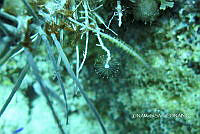 NE018 0486 Ralpharia gorgoniae.jpg