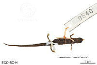 ME006 herp SCLC 0210 Cryptotriton alvarezdeltoroi - (Papenfuss & Wake, 1987).jpg