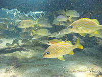 CGG0527 Haemulon flavolineatum.JPG