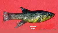 GRC HA022 0082 Fundulus parvipinnis.jpg
