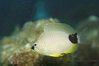 IDG1718 Hypoplectrus unicolor.jpg