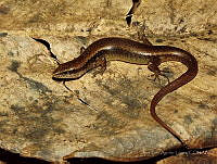 JLAL0082 Scincella cherriei.jpg