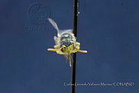 CGVM1228 Perdita sphaeralceae.jpg