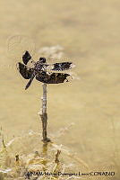 PJ016 0643 Pseudoleon superbus.JPG