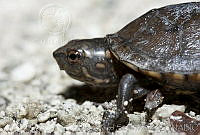 MASM01968 Kinosternon sp..jpg