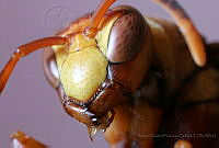 AEVC04 Polistes sp..jpg