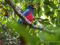 RSA0060 Trogon massena.jpg