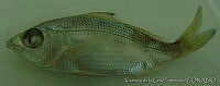 FVC0103 Eucinostomus jonesii.tif