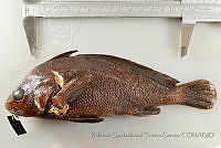 RQTG1330 Pareques viola.jpg