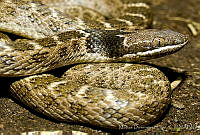 MDL0244 Hypsiglena torquata.jpg