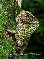 AIMM002 Corytophanes cristatus.jpg