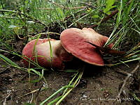 PSHG001 Fistulina hepatica.jpg