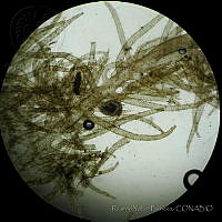 RYP0033 Bonnemaisonia hamifera.jpg
