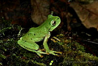 LAMA010 Plectrohyla acanthodes.jpg